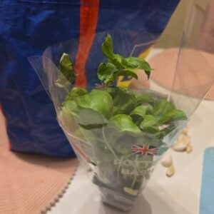 Basil Tree