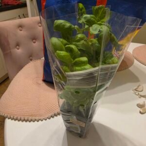 Basil Tree